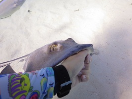 029 Stingray City IMG 5964